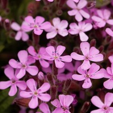 SAPONARIA OCYMOIDES ROCK SOAPWORT TUMBLING TED HARDY GARDEN CONTAINER PERENNIAL