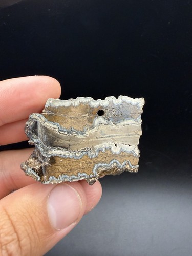 Giant mammal tooth fossil - tooth,