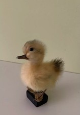 Taxidermy Duckling