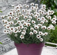 Rhodanthemum 'Casablanca' -