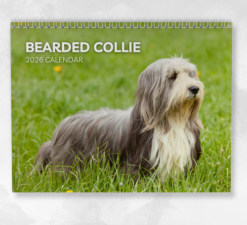 Bearded collie calendar 2026 - calendar,