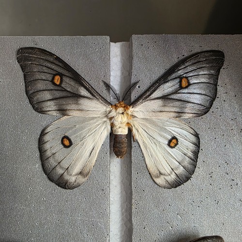 Ghost silk moth - silk,