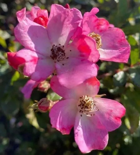 Rosa ballerina old - rosa, 'ballerina'