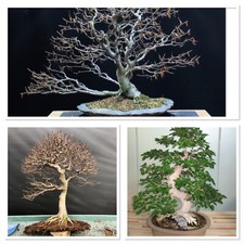 Multi branching beech starter - branching,
