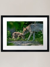 Timber Wolf And Pup Framed Art