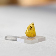 Elegant WASP in Burmese /