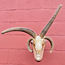 Stunning Jacob’s Ram Skull – Unique 4-Horn Trophy – Rustic Taxidermy Decor