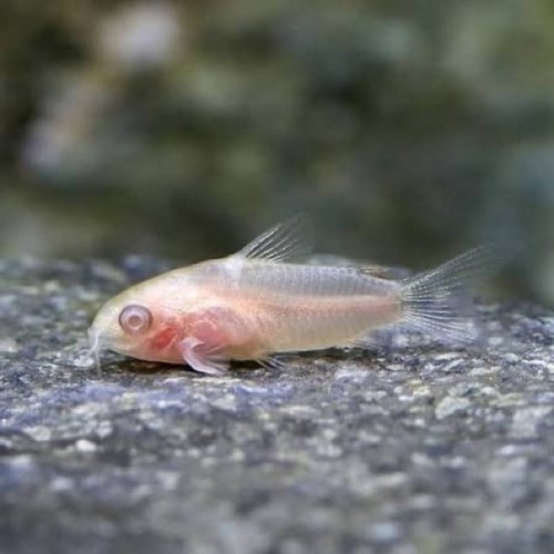 Albino pygmy cory - albino,