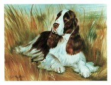 New English Springer Spaniel