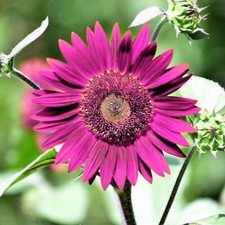 50pcs Purple Sunflower Seeds