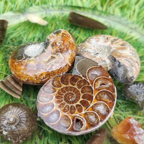Fossil gift set ammonites - 3,
