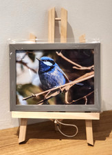 Wall Art Splendid Fairy-wren, bird, Australia 5 x 7" Framed Print & Easel