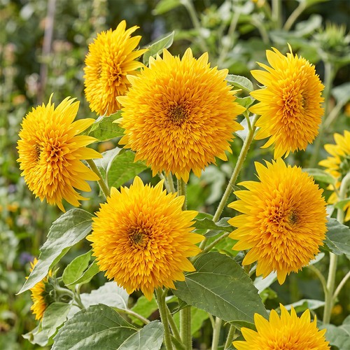 Helianthus perennial sunflower - helianthus,