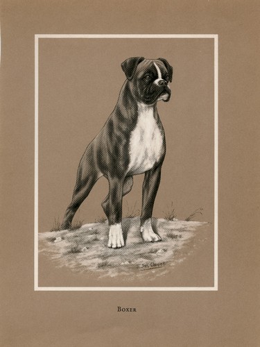 Boxer vintage 1968 - vintage, dog
