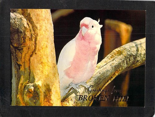 B7755 australia birds - australia,