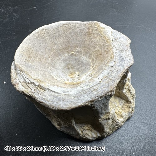 Kansas chalk fossil fish