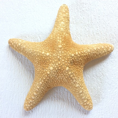 Large jungle starfish - jungle,
