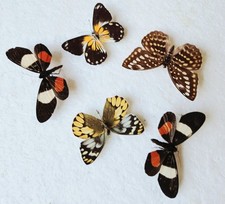 Butterfly moth collection - moth,