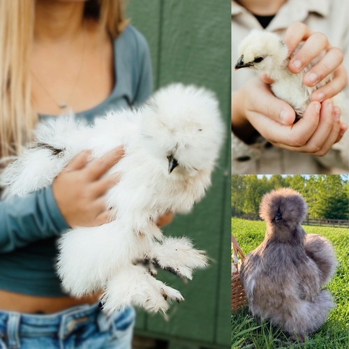 Fertile silkie hatching - |,