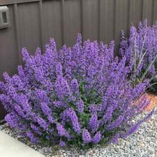 3x Nepeta nervosa 'Blue Moon'Catnip Perennial Cats Love It XXL Jumbo Plug Plants