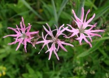 Lychnis flos-cuculi, ragged