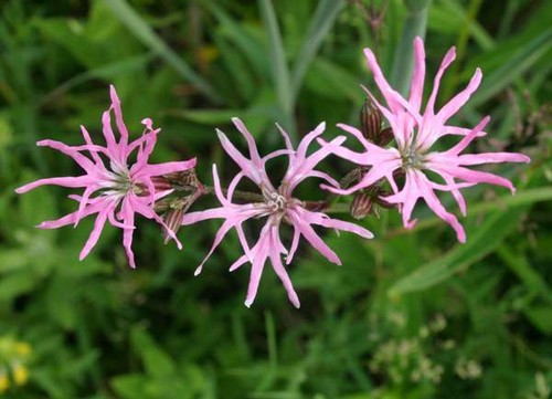 Lychnis flos cuculi ragged - lychnis, flos-cuculi,