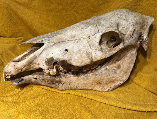 Genuine vintage horse - genuine, horse/pony