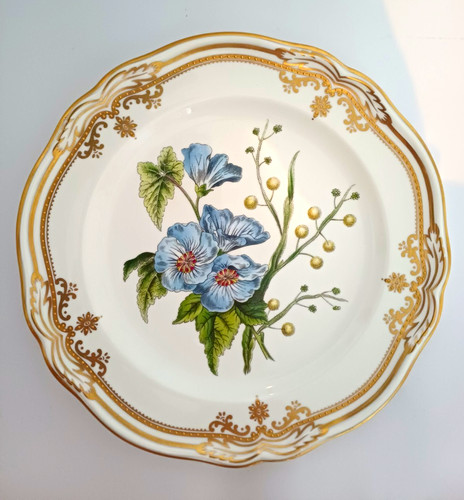 Spode stafford flowers sida - stafford, &