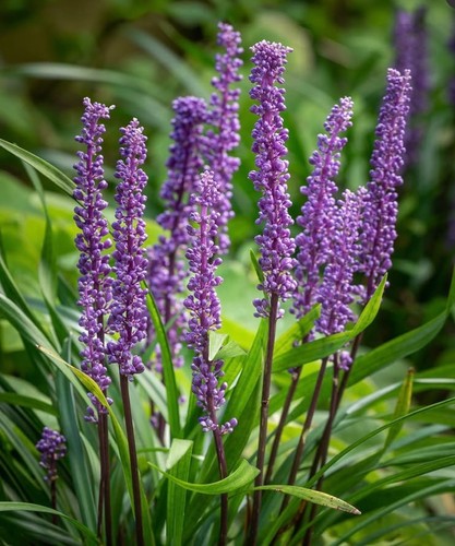 Liriope muscari big blue - blue, 1