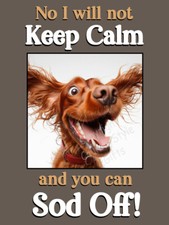 Red Irish Setter Dog Funny