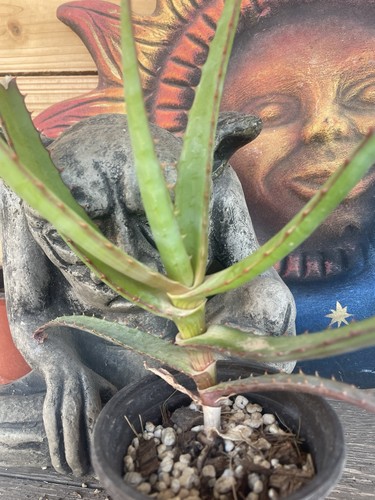Aloe rupestris rare - rupestris,