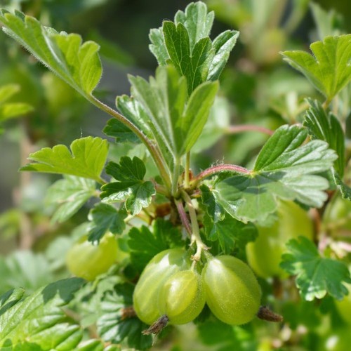Gooseberry - , (ribes