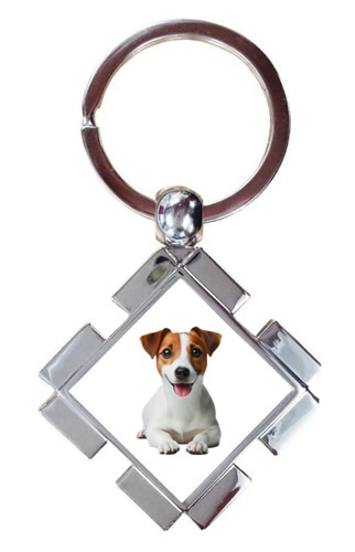 Jack russell dog - jack,