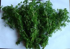 LIMNOPHILA SESSILIFLORA Aquarium aquatic tropical live fish tank plant PLANTS 