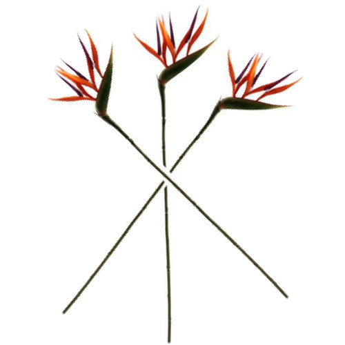 Bird paradise stems - bird, of