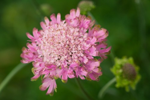 Scabiosa atropurpurea - scabiosa,