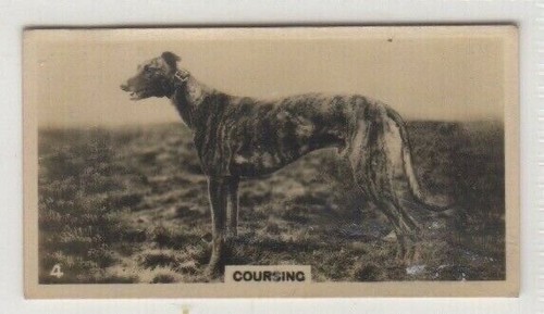 04 coursing - nz, #04