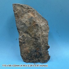 British fossil fern - , plants