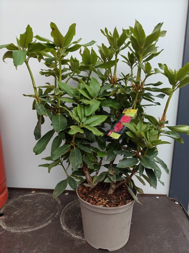 Rhododendron markeetas prize - rhododendron,