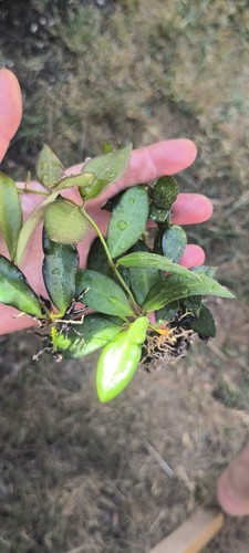 Hoya rooted plants healthy - hoya,