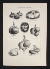 Antique Print: Kitchen Garden Vegetables - Onions, Gardener's Assistant, 1909