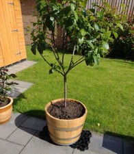 New hardwood half wine barrel - wine,