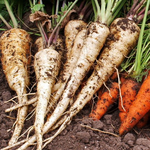 Parsnip tender and true - parsnip,