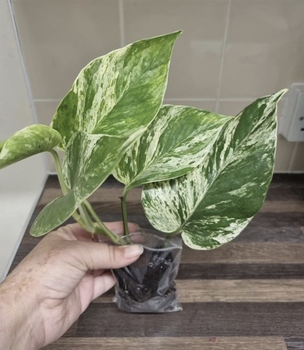 Epipremnum aureum marble queen - epipremnum,