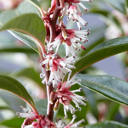 Sarcococca hookeriana purple - sarcococca,