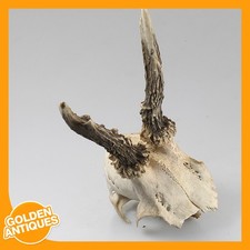 old vintage Deer Stag Roe-deer