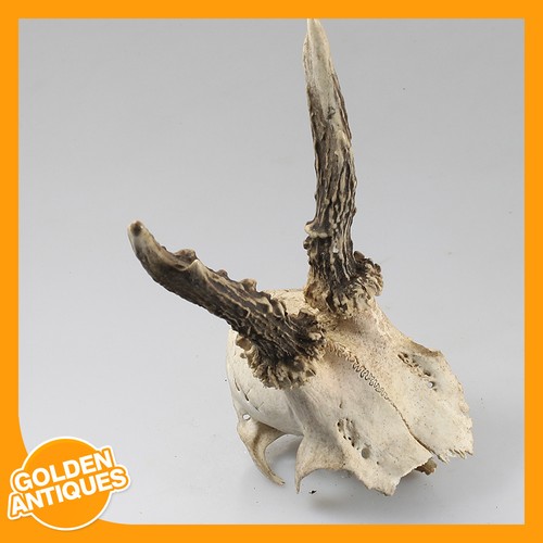 Old vintage deer stag roe - old, roe-deer
