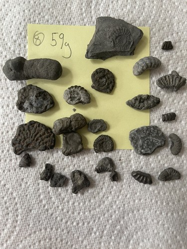 Charmouth pyrite ammonite - charmouth, &