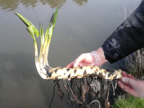 Large pond plant water lily - large,