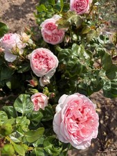 Hybrid Tea Rose Plant 'Pink